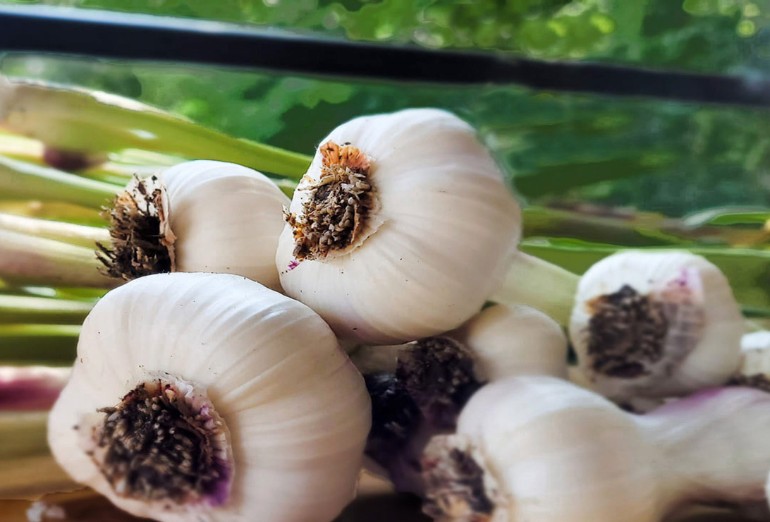 Rénovation du poulailler