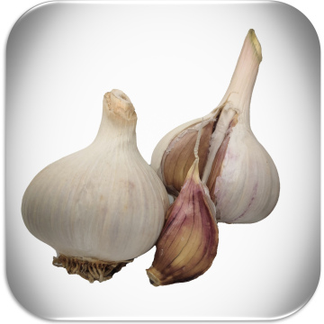 Ail Music à la livre